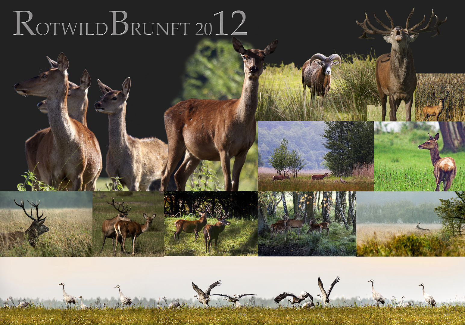 Rotwild Brunft 2012