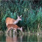 Rotwild (Cervus elaphus)