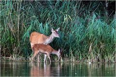 Rotwild (Cervus elaphus)