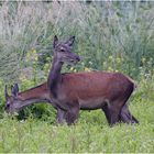 Rotwild (Cervus elaphus)