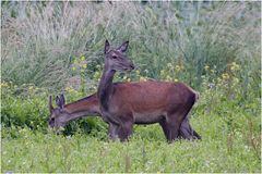 Rotwild (Cervus elaphus)