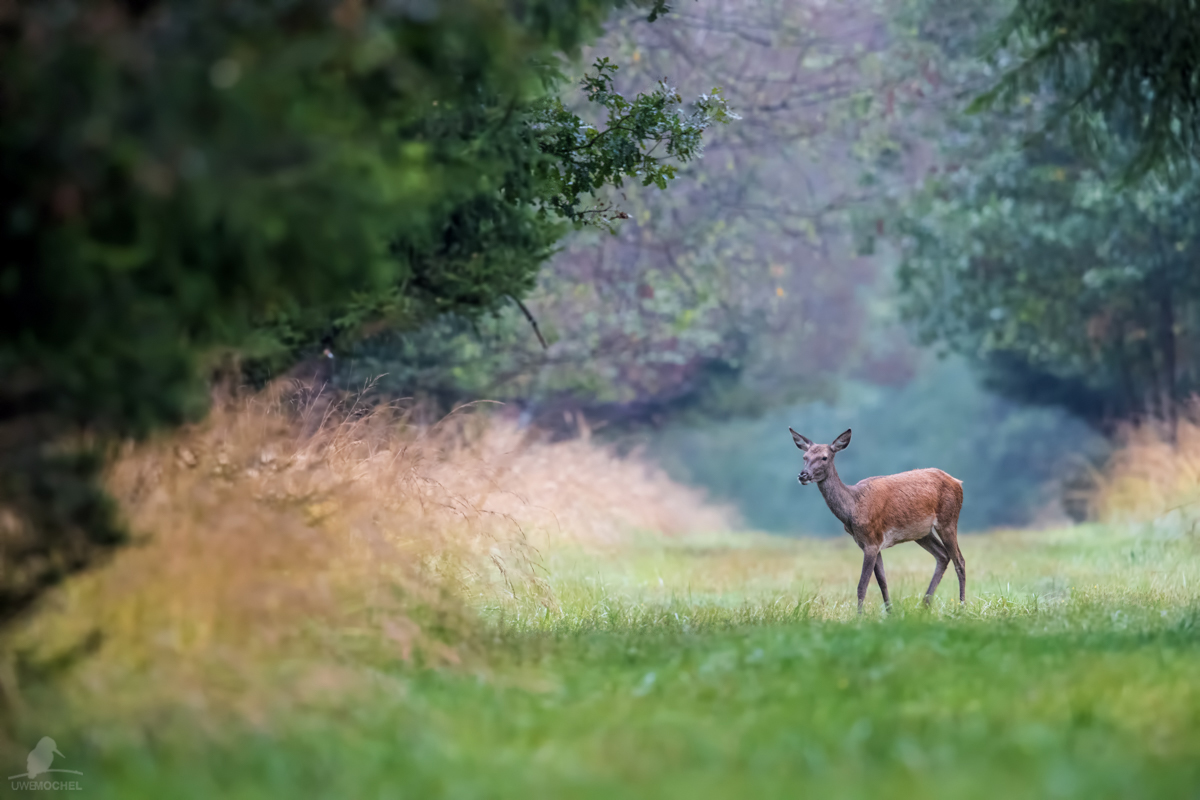 Rotwild (Cervus elephus L.) - Kahlwild