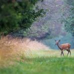 Rotwild (Cervus elephus L.) - Kahlwild