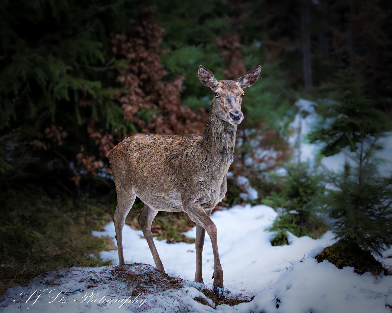 Rotwild-Dame im Lehenwald 