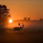 Rotwild, die Saison 2011 beginnt