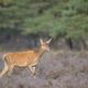 de Hoge Veluwe