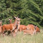 Rotwild gegen 17.00 Uhr