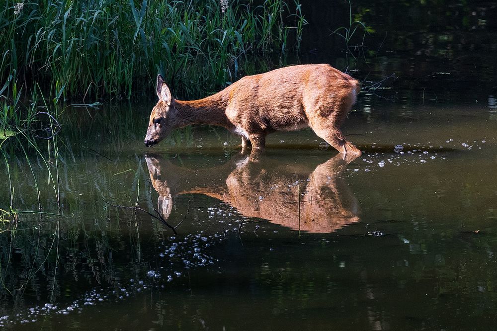 Rotwild geht baden Teil 3