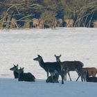 Rotwild genießt heute den strahlenden Sonnenschein