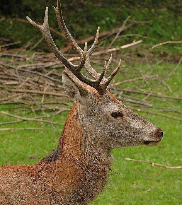 Rotwild (Hirsch)