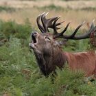 Rotwild-Hirsch ruft während der Brunft