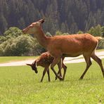 Rotwild, Hirschkuh mit Kalb im Alpenzoo in Kitzbühl