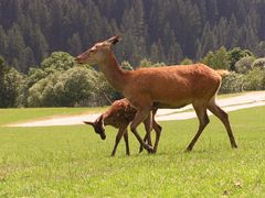 Rotwild, Hirschkuh mit Kalb im Alpenzoo in Kitzbühl