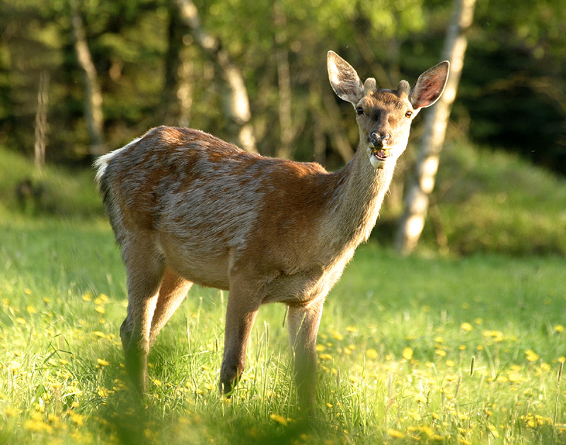 Rotwild im Abendlicht II