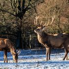 Rotwild im Bilsteintal bei Warstein