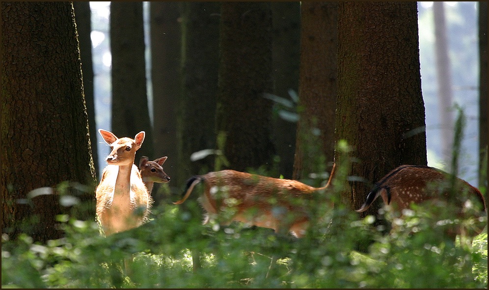 Rotwild im Gegenlicht