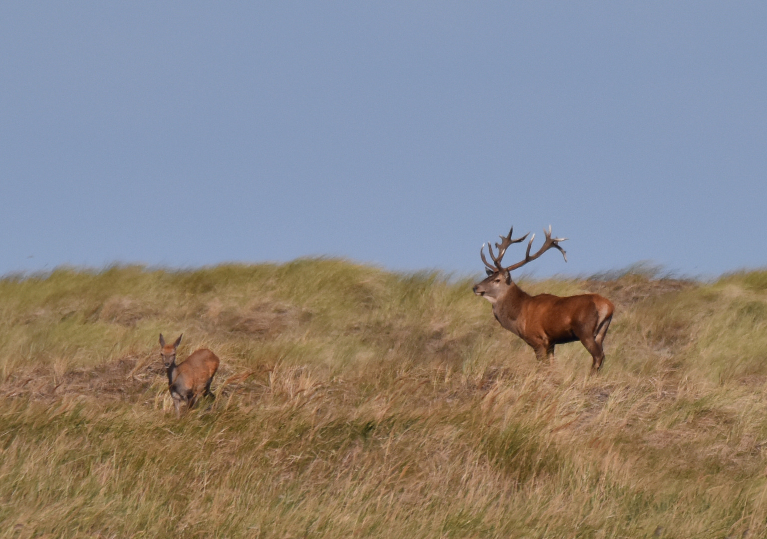 Rotwild im Herbst