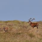 Rotwild im Herbst