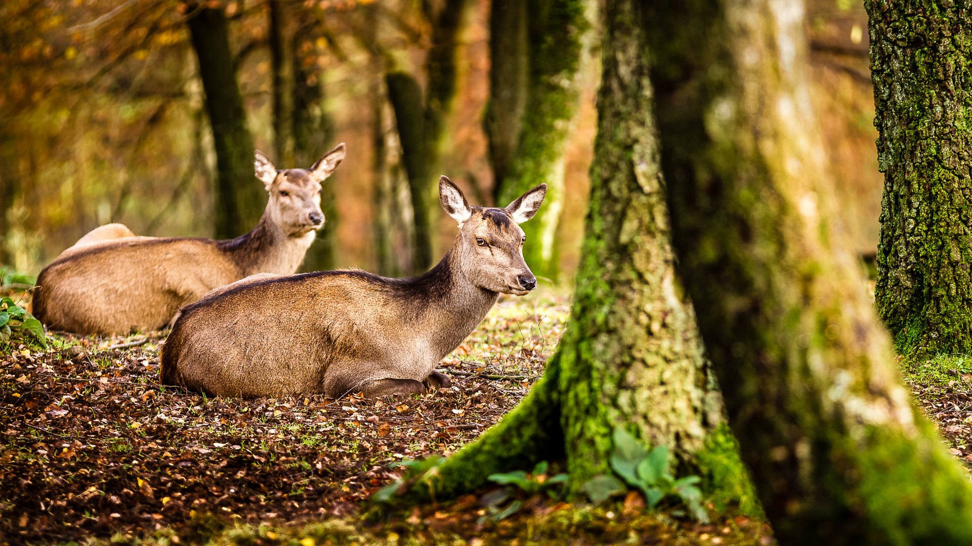 Rotwild im Herbstwald