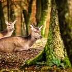 Rotwild im Herbstwald