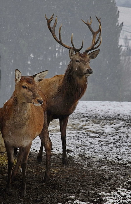 Rotwild im Januar 2015