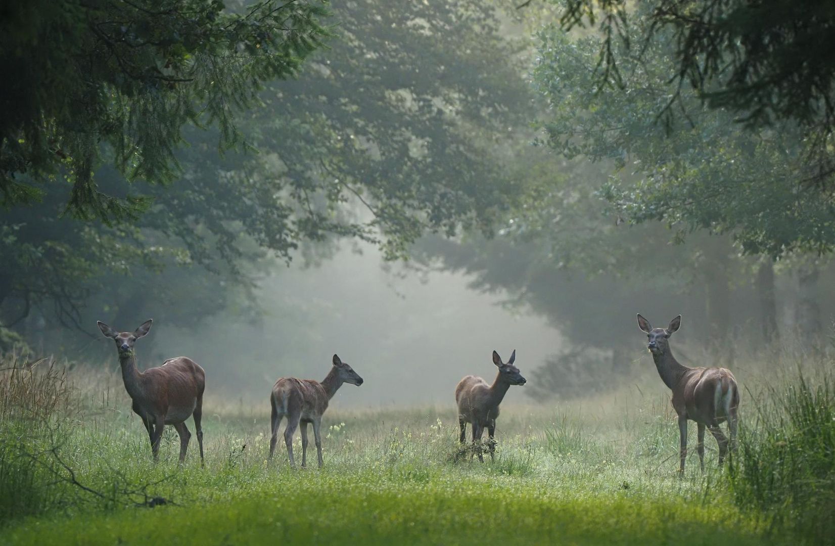 Rotwild im Morgennebel