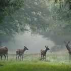 Rotwild im Morgennebel