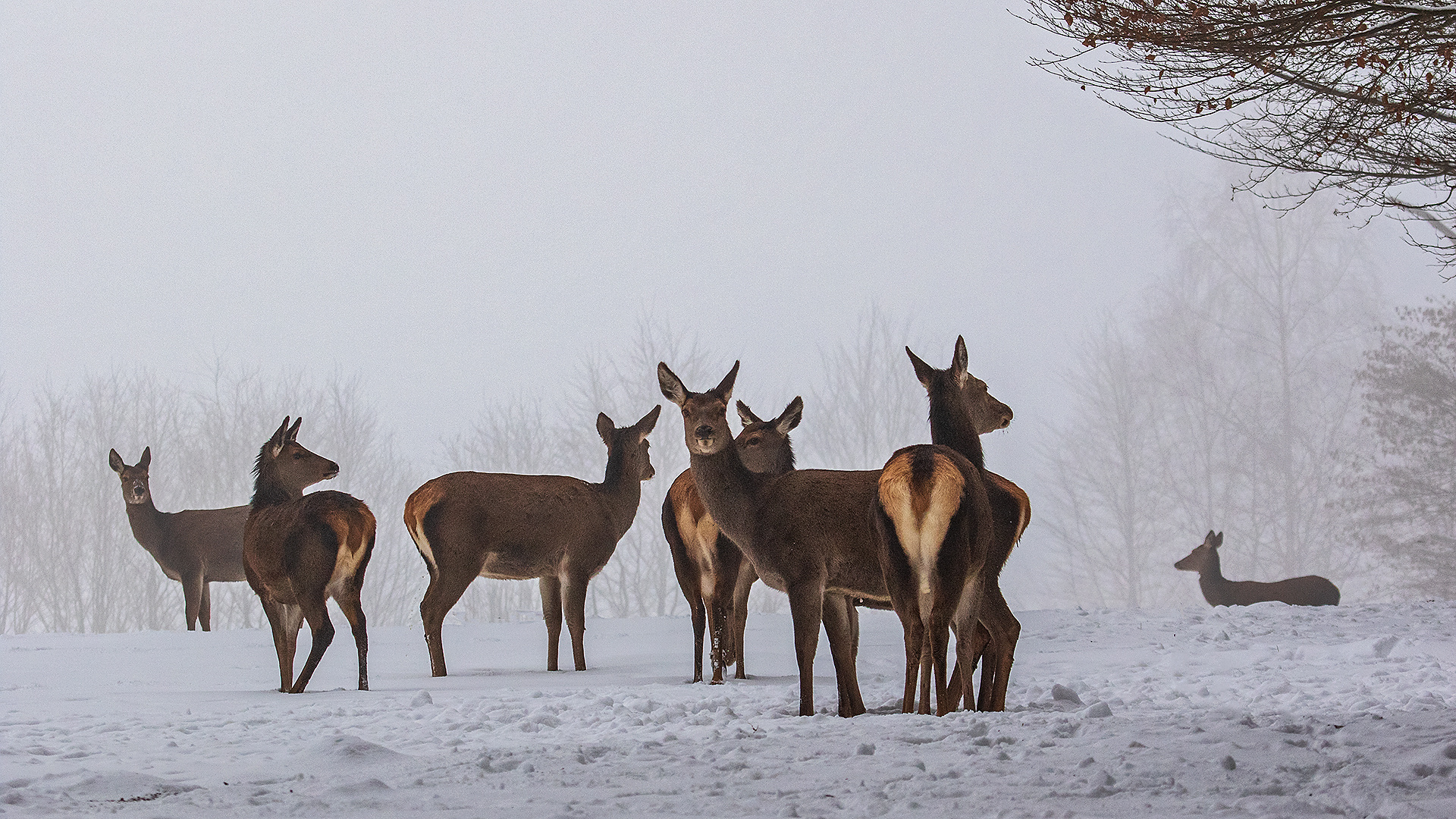 Rotwild im Nebel 001