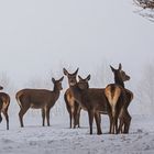 Rotwild im Nebel 001