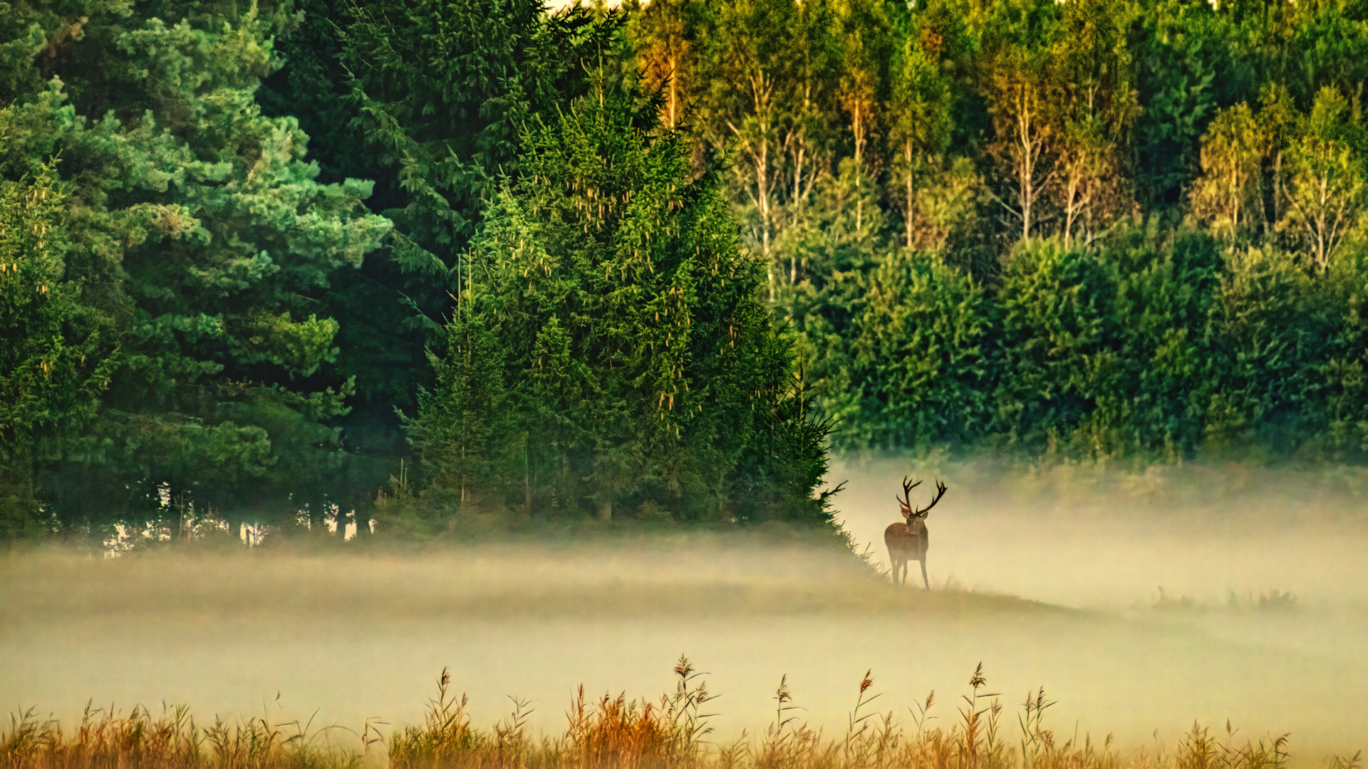 Rotwild im Nebel 