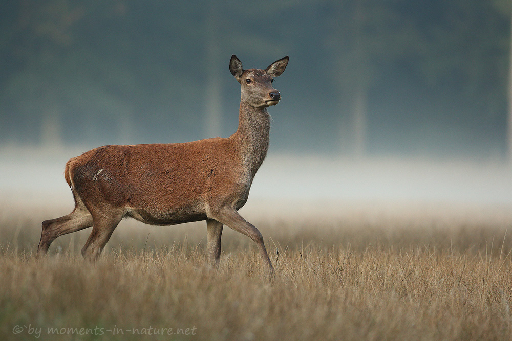 Rotwild im Nebel ...