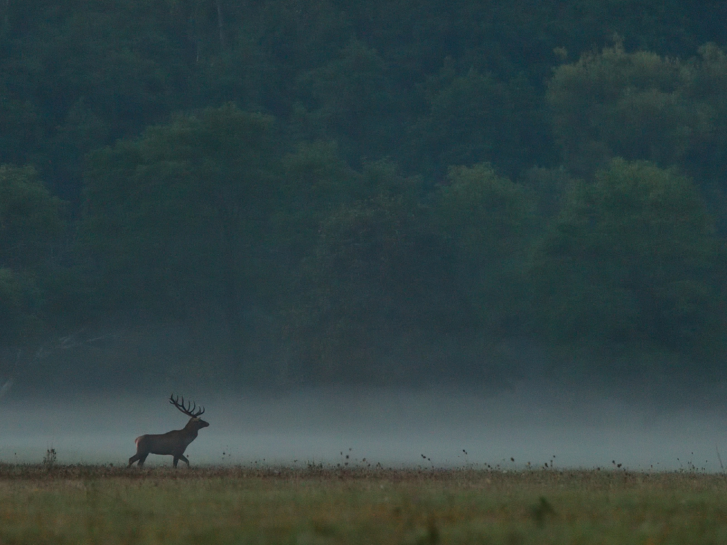 Rotwild im Nebel