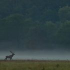 Rotwild im Nebel