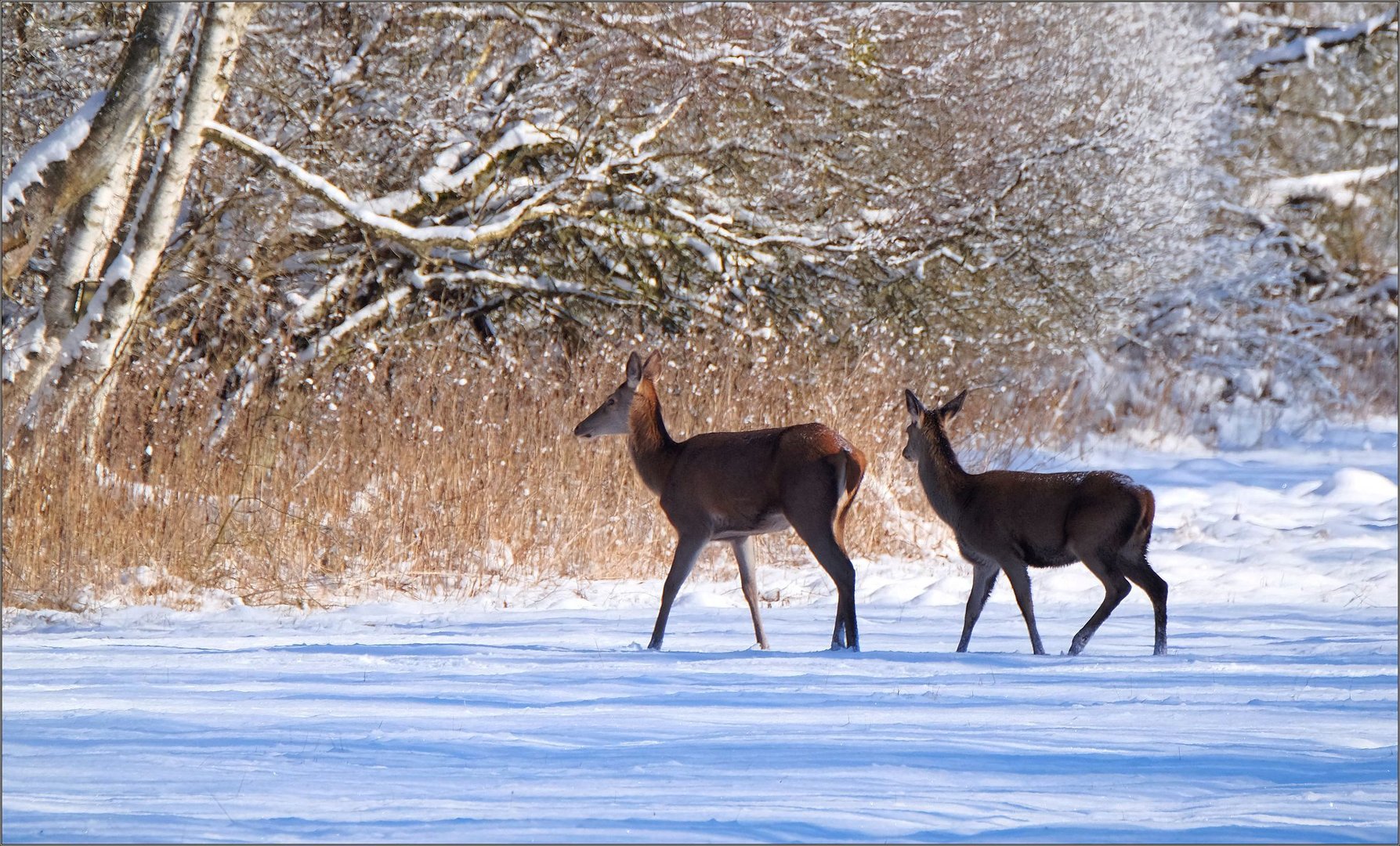 rotwild im schnee