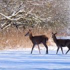 rotwild im schnee