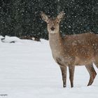 Rotwild im Schnee