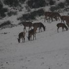 Rotwild im Schneegestöber  in der Dämmerung äsend