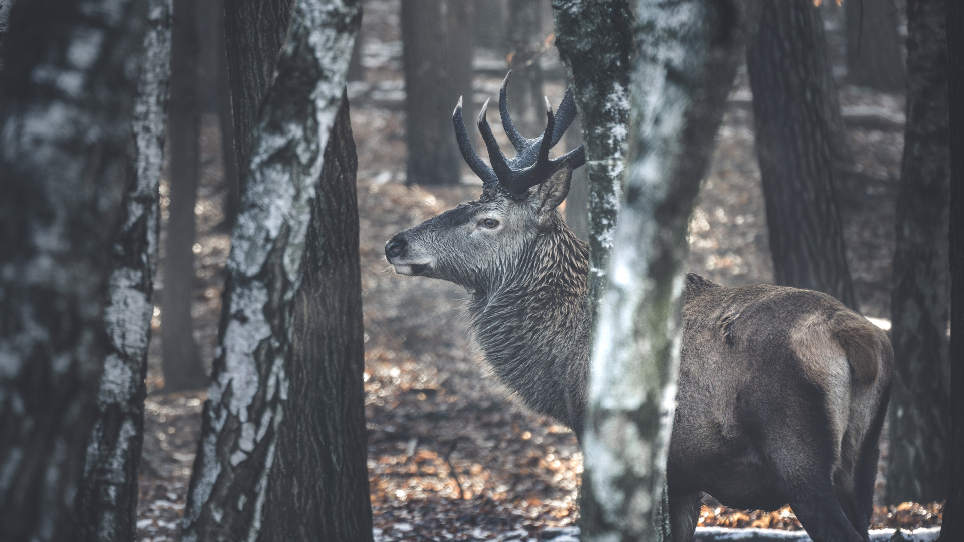 Rotwild im Tiergehege Taura, Sachsen