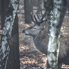 Rotwild im Tiergehege Taura, Sachsen