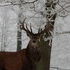 Rotwild im Tierpark Hexentanzplatz 2