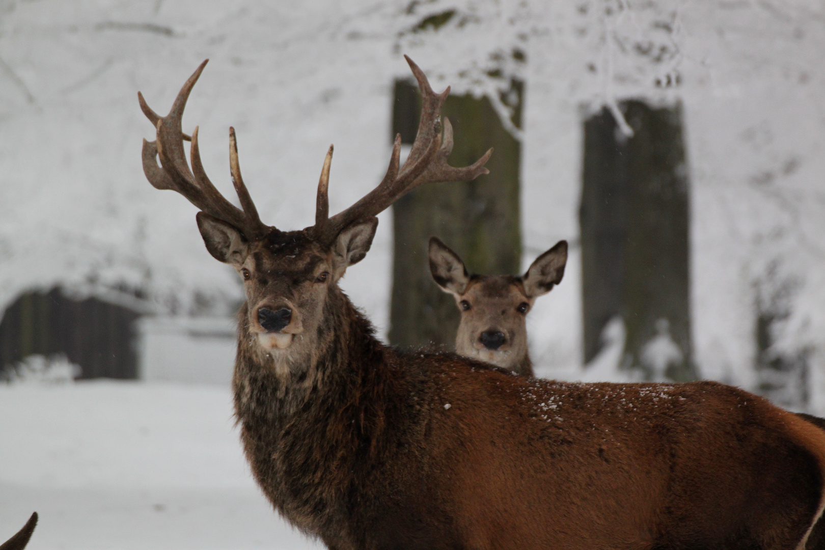 Rotwild im Tierpark Hexentanzplatz 3