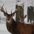 Rotwild im Tierpark Hexentanzplatz 3