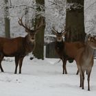 Rotwild im Tierpark Hexentanzplatz 4