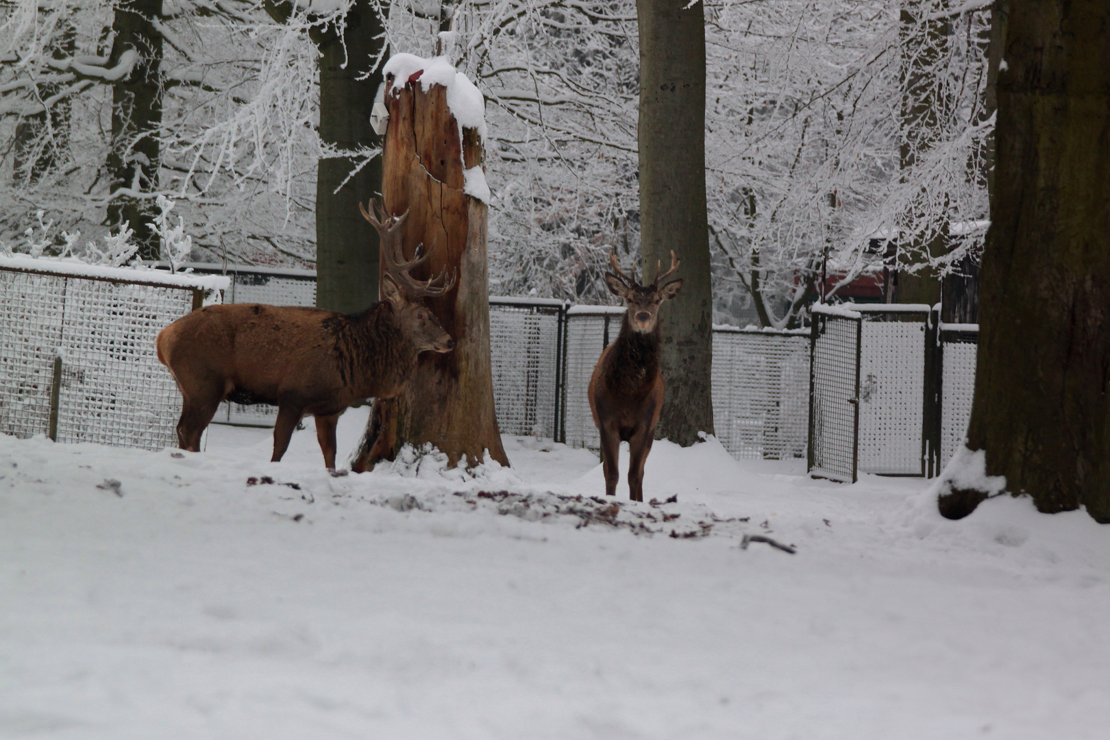 Rotwild im Tierpark Hexentanzplatz 5