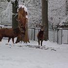 Rotwild im Tierpark Hexentanzplatz 5