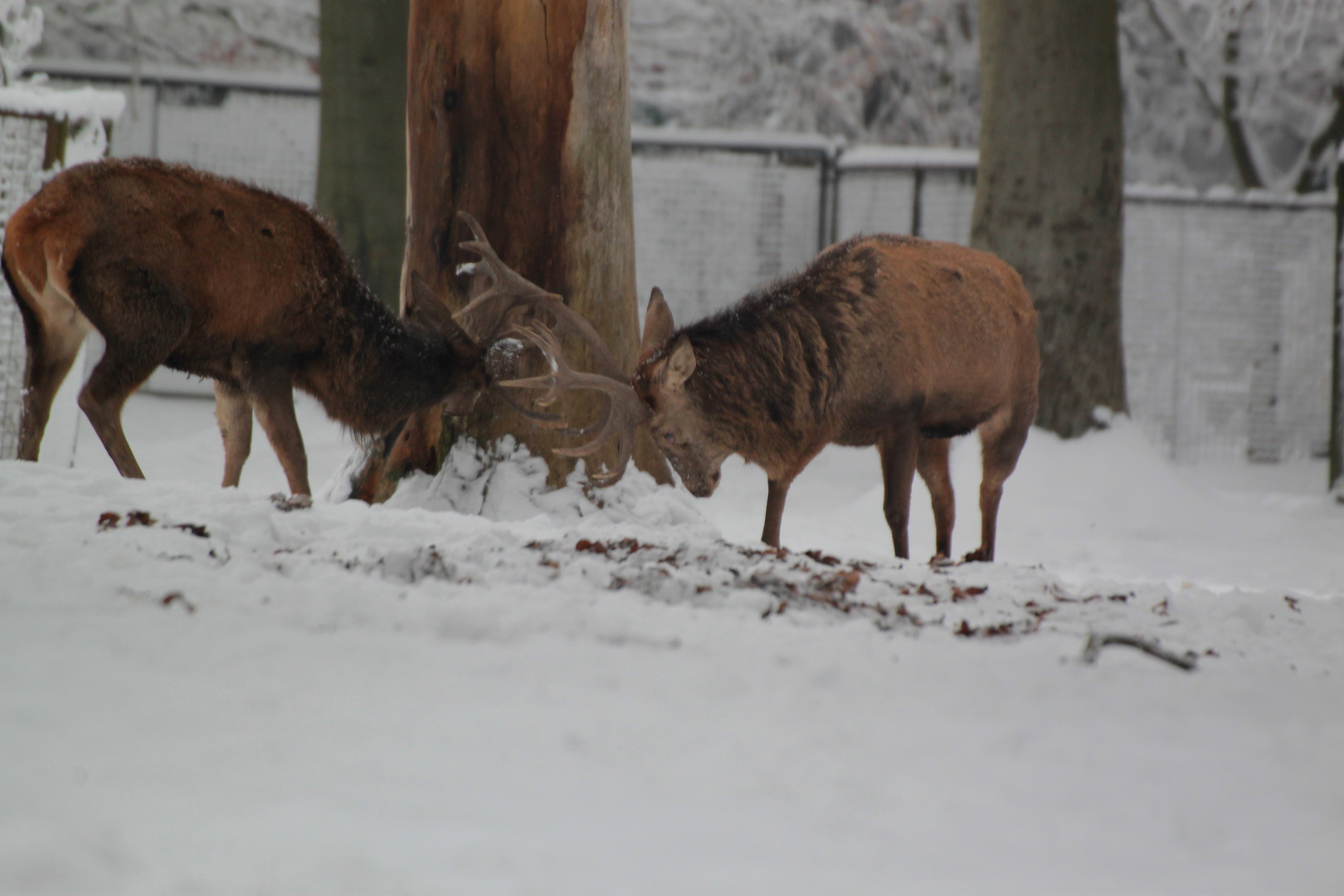 Rotwild im Tierpark Hexentanzplatz 6