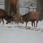 Rotwild im Tierpark Hexentanzplatz 6