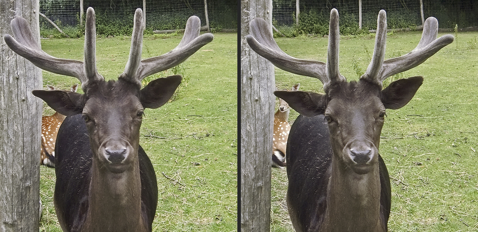 Rotwild im Volkspark 3 (3D)