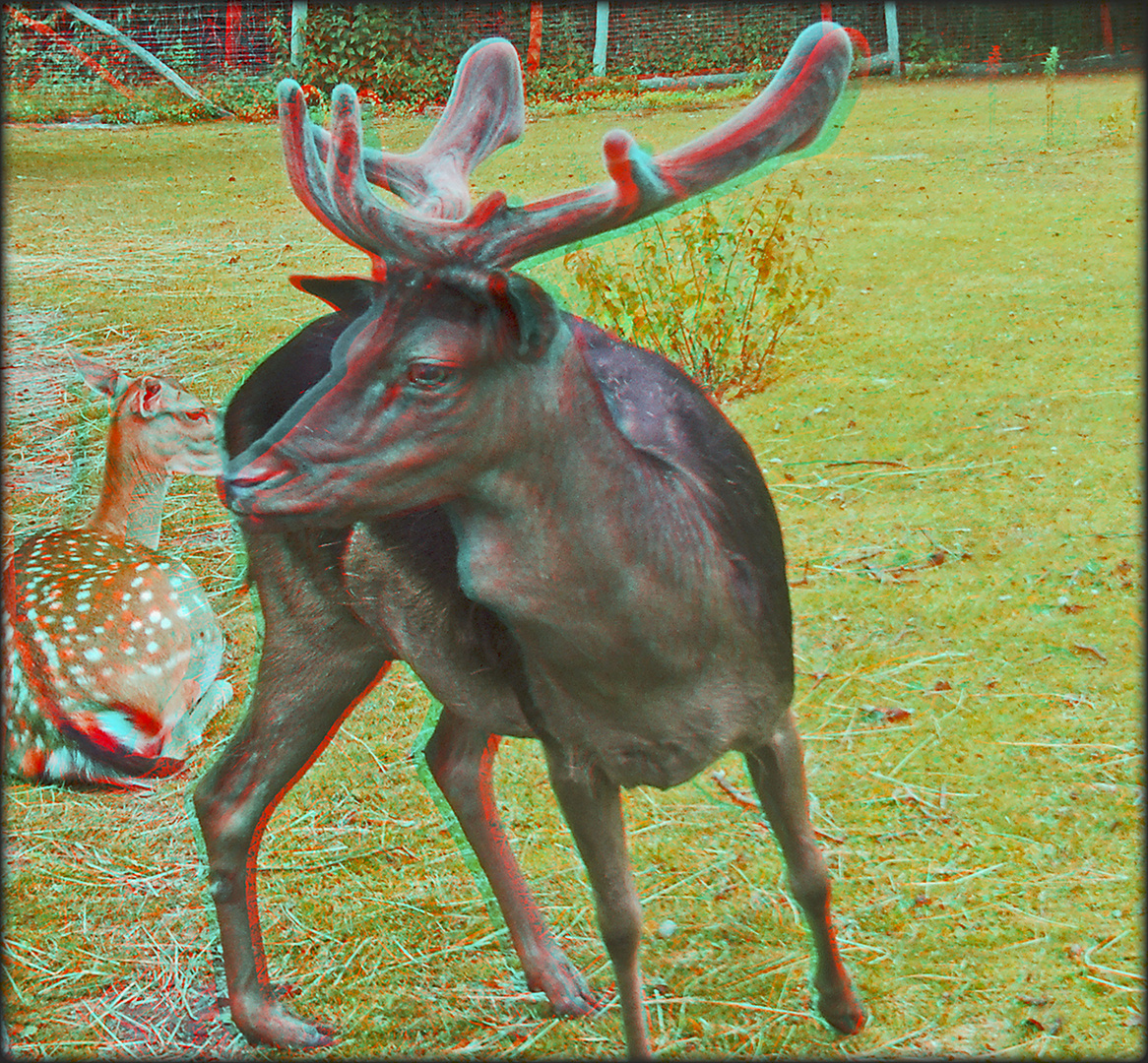 Rotwild im Volkspark 4 (3D)