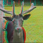 Rotwild im Volkspark 5 (3D)